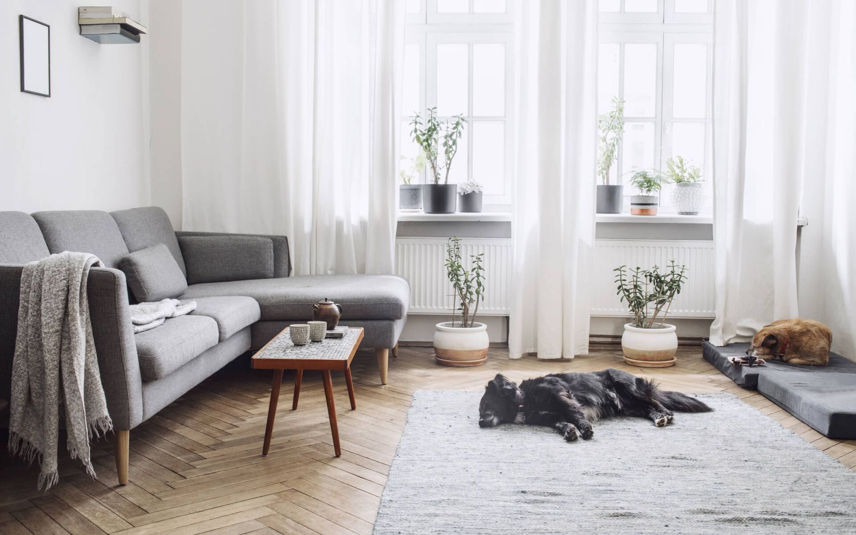 Ein Hund liegt auf einem Teppich in einem Wohnzimmer